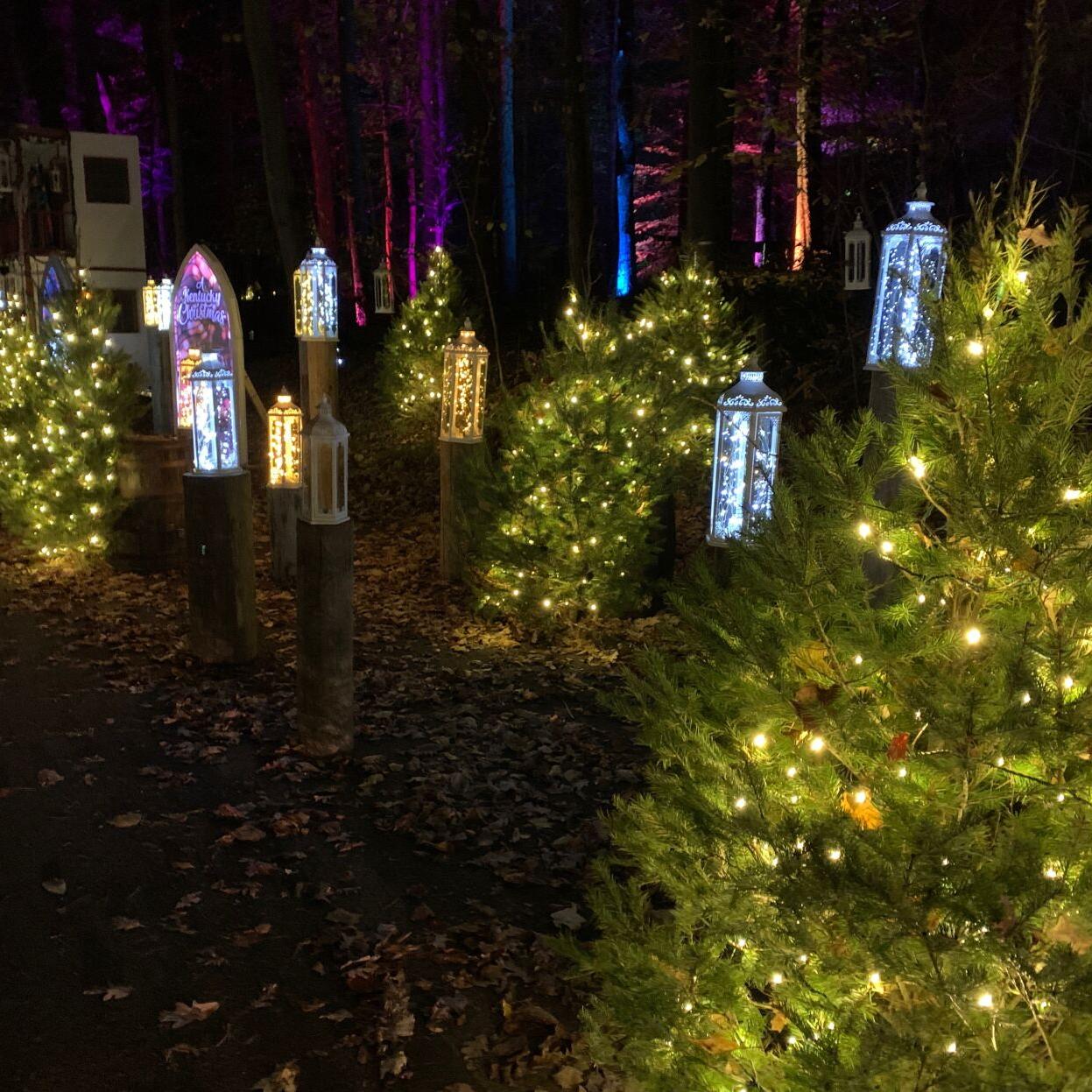 WINTER WOODS SPECTACULAR 2.jpeg